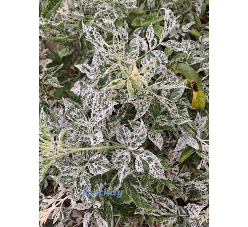 Бузина чорна бордюрна Пульверулента (SАMBUCUS NIGRA PULVERULENTA )